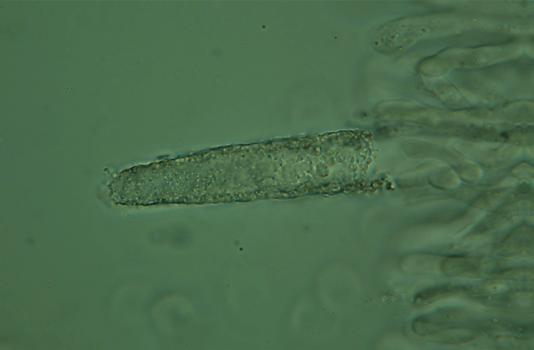 Crosta da determinare - foto 3701 (Phanerochaete velutina)